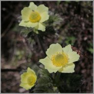 pulsatille des alpes